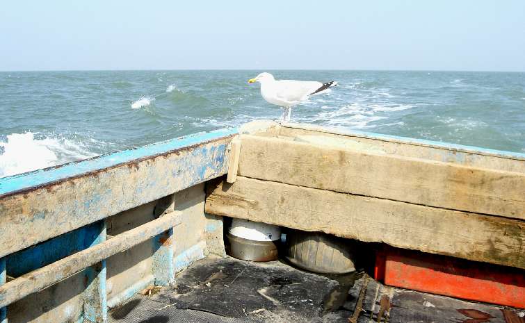 Seagull looking for scraps